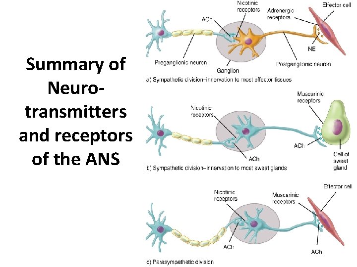 Summary of Neurotransmitters and receptors of the ANS 