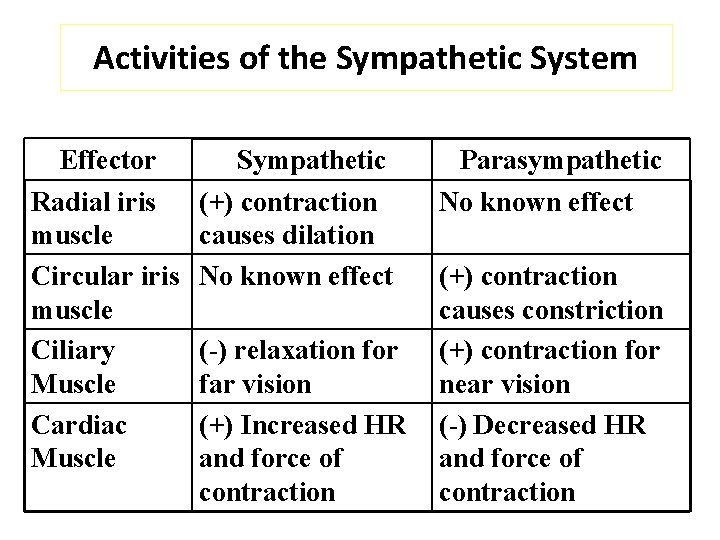 Activities of the Sympathetic System Effector Radial iris muscle Circular iris muscle Ciliary Muscle