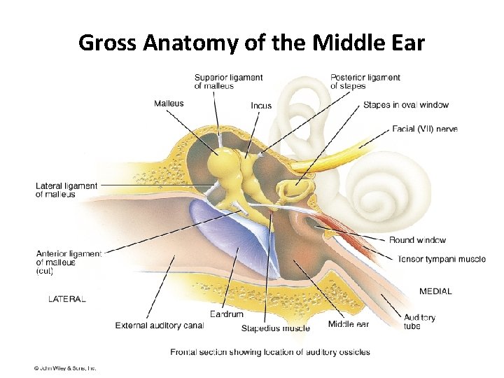 Gross Anatomy of the Middle Ear 