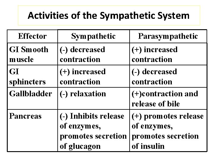 Activities of the Sympathetic System Effector GI Smooth muscle GI sphincters Gallbladder Pancreas Sympathetic