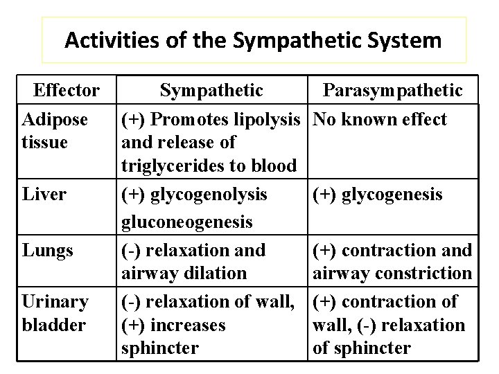 Activities of the Sympathetic System Effector Adipose tissue Liver Lungs Urinary bladder Sympathetic (+)