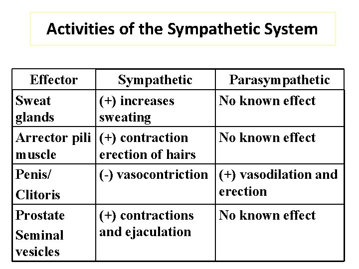 Activities of the Sympathetic System Effector Sweat glands Arrector pili muscle Penis/ Clitoris Prostate