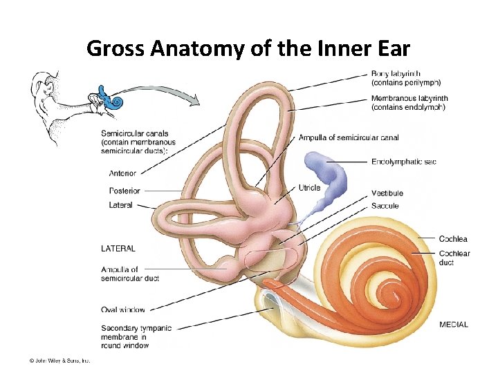 Gross Anatomy of the Inner Ear 