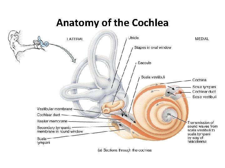 Anatomy of the Cochlea 