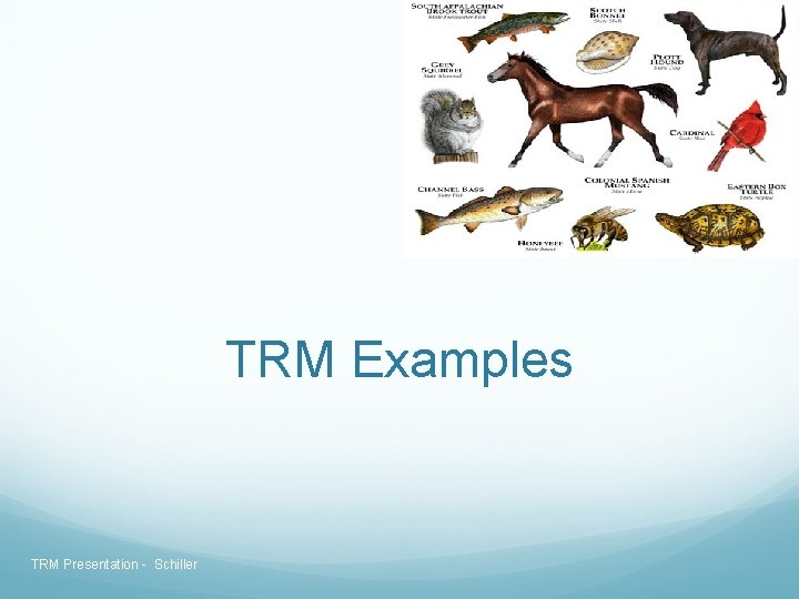 TRM Examples TRM Presentation - Schiller TRM Examples TRM Presentation - Schiller
