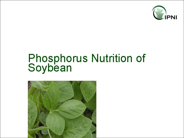 Phosphorus Nutrition of Soybean 