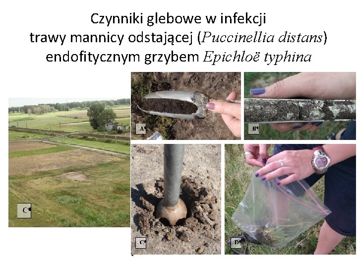 Czynniki glebowe w infekcji trawy mannicy odstającej (Puccinellia distans) endofitycznym grzybem Epichloё typhina 
