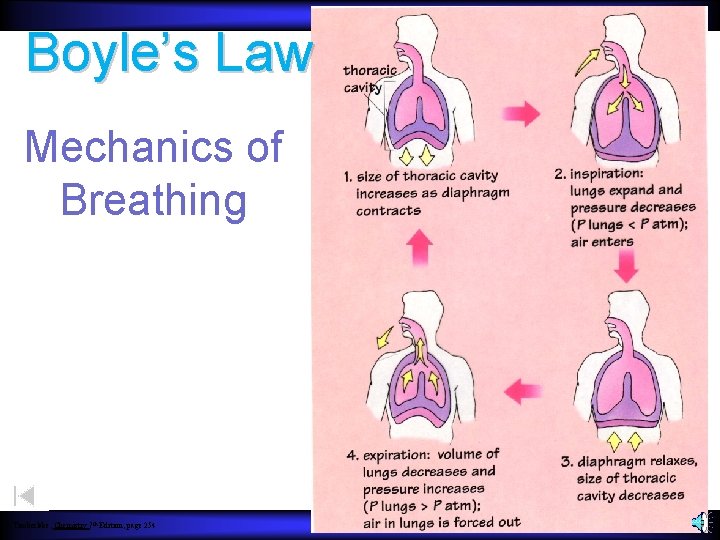 Boyle’s Law Mechanics of Breathing Timberlake, Chemistry 7 th Edition, page 254 