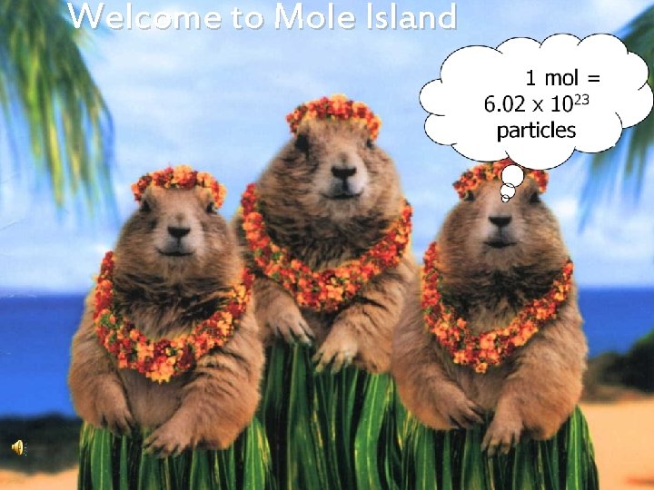 Welcome to Mole Island 