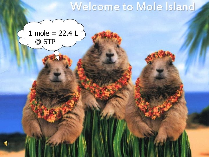 Welcome to Mole Island 