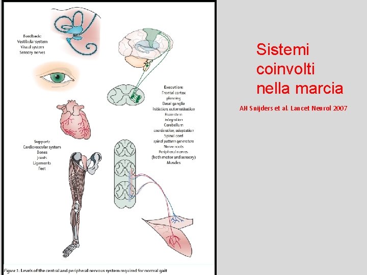 Sistemi coinvolti nella marcia AH Snijders et al. Lancet Neurol 2007 