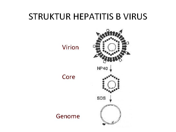 STRUKTUR HEPATITIS B VIRUS Virion Core Genome 