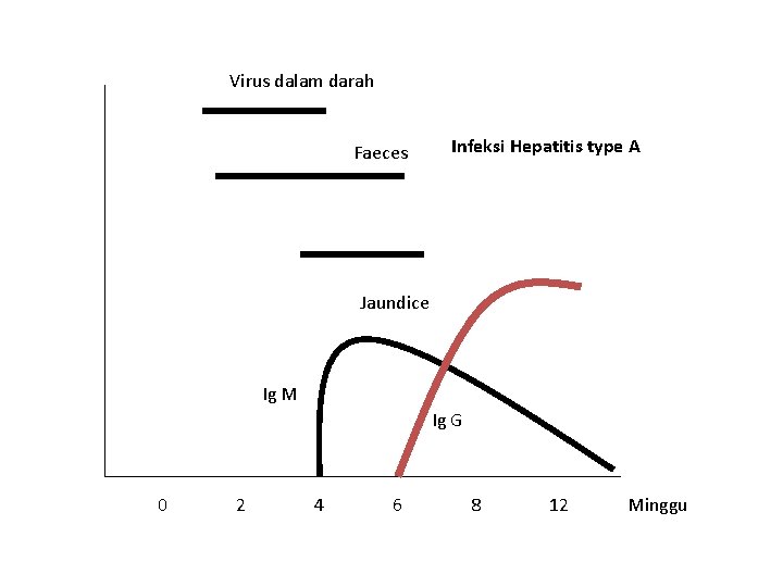 Virus dalam darah Faeces Infeksi Hepatitis type A Jaundice Ig M Ig G 0