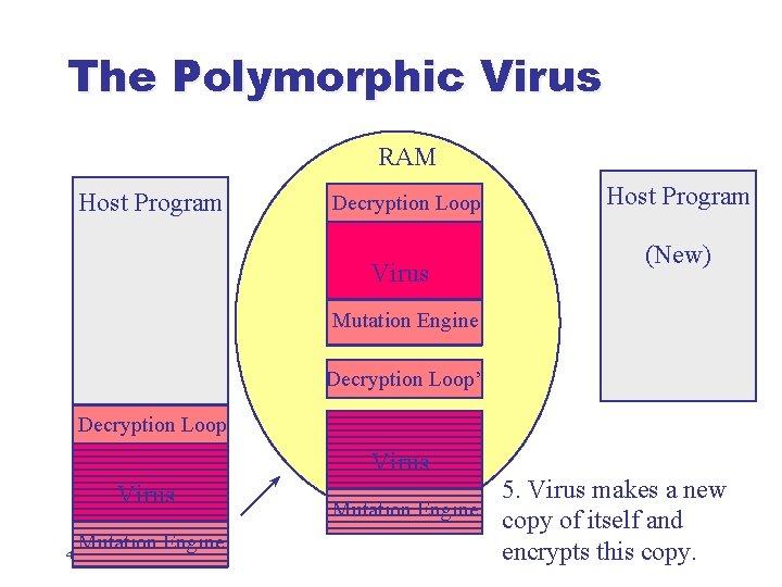 The Polymorphic Virus RAM Host Program Decryption Loop Virus Host Program (New) Mutation Engine