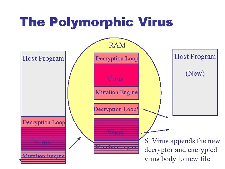 The Polymorphic Virus RAM Host Program Decryption Loop Virus Host Program (New) Mutation Engine