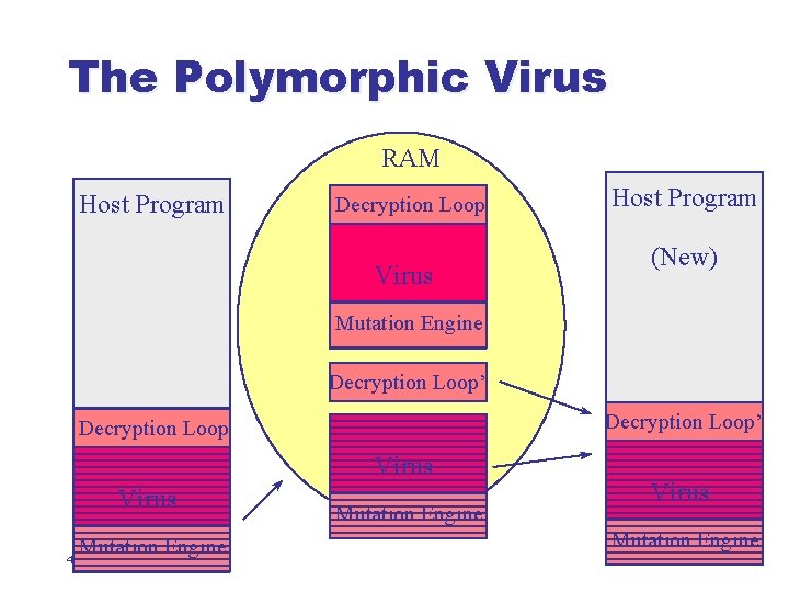 The Polymorphic Virus RAM Host Program Decryption Loop Virus Host Program (New) Mutation Engine