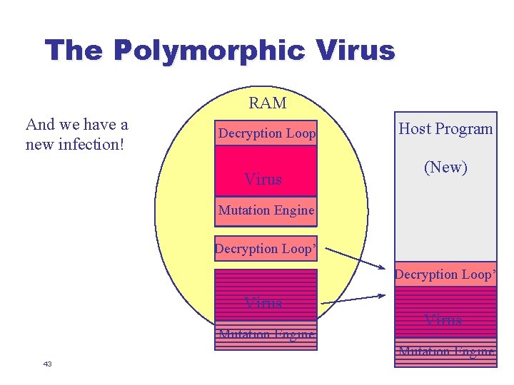 The Polymorphic Virus RAM And we have a new infection! Decryption Loop Virus Host