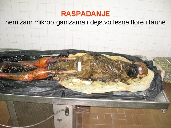 RASPADANJE hemizam mikroorganizama i dejstvo lešne flore i faune 