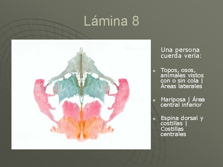 Lámina 8 Una persona cuerda vería: u u u Topos, osos, animales vistos con
