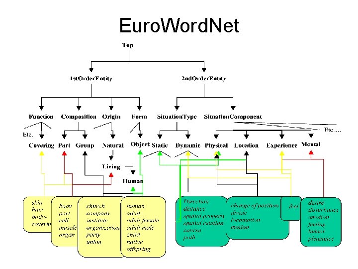 Euro. Word. Net 