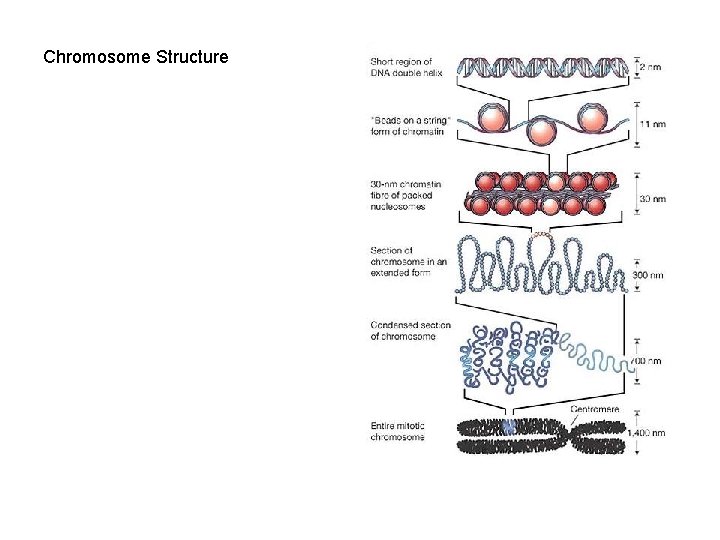 Chromosome Structure 