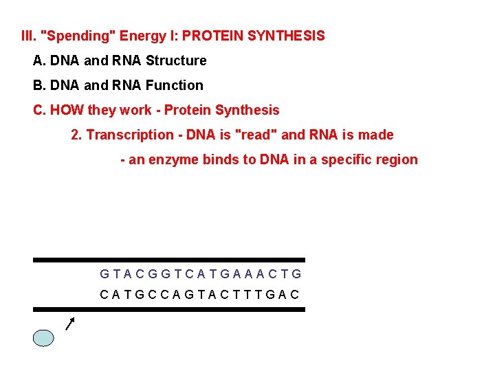 III. "Spending" Energy I: PROTEIN SYNTHESIS A. DNA and RNA Structure B. DNA and