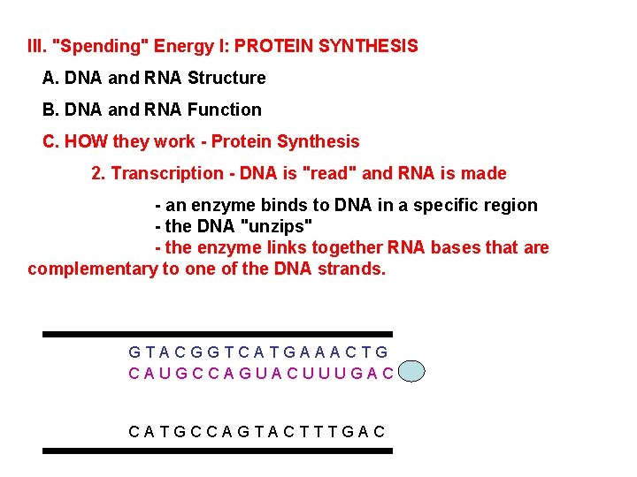 III. "Spending" Energy I: PROTEIN SYNTHESIS A. DNA and RNA Structure B. DNA and