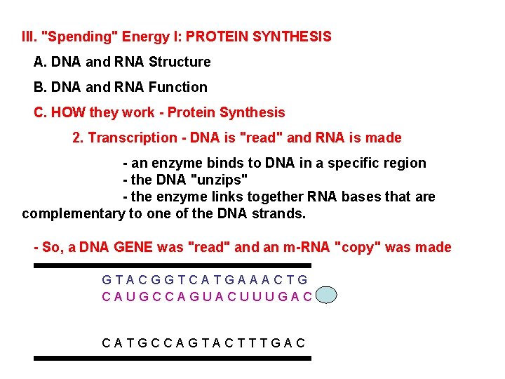 III. "Spending" Energy I: PROTEIN SYNTHESIS A. DNA and RNA Structure B. DNA and