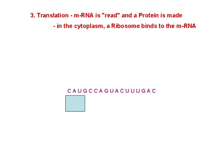 3. Translation - m-RNA is "read" and a Protein is made - in the