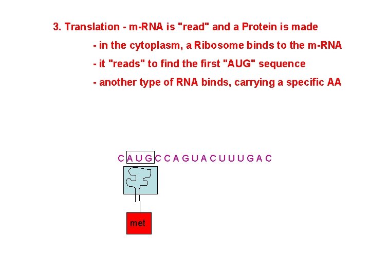 3. Translation - m-RNA is "read" and a Protein is made - in the