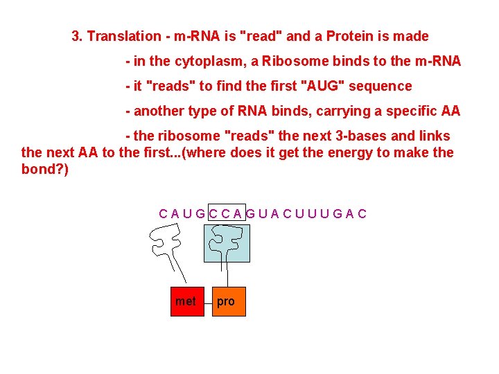 3. Translation - m-RNA is "read" and a Protein is made - in the