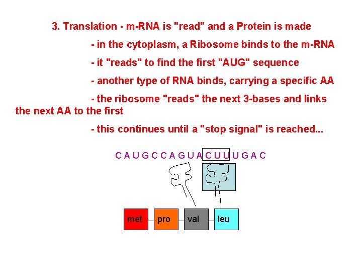 3. Translation - m-RNA is "read" and a Protein is made - in the
