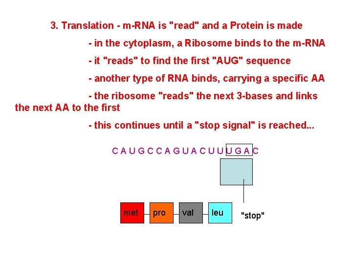 3. Translation - m-RNA is "read" and a Protein is made - in the