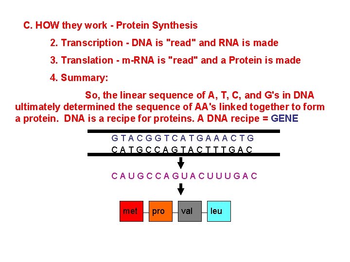C. HOW they work - Protein Synthesis 2. Transcription - DNA is "read" and