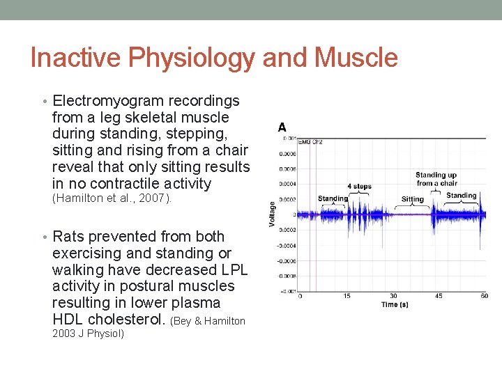 Inactive Physiology and Muscle • Electromyogram recordings from a leg skeletal muscle during standing,