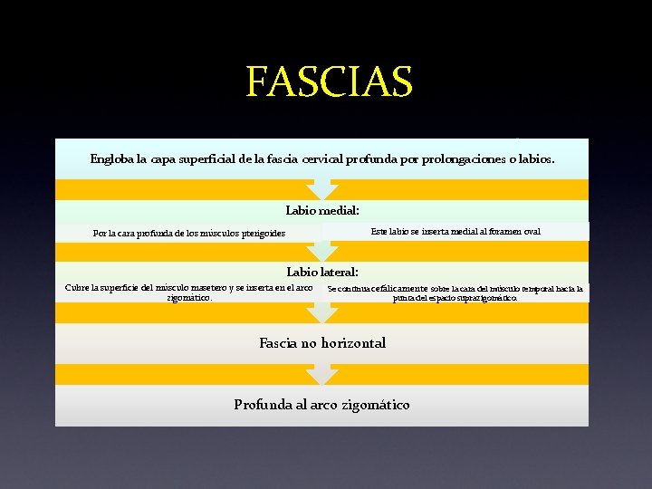 FASCIAS Engloba la capa superficial de la fascia cervical profunda por prolongaciones o labios.