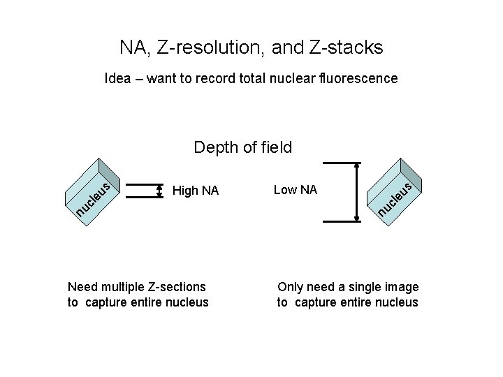 NA, Z-resolution, and Z-stacks Idea – want to record total nuclear fluorescence Need multiple