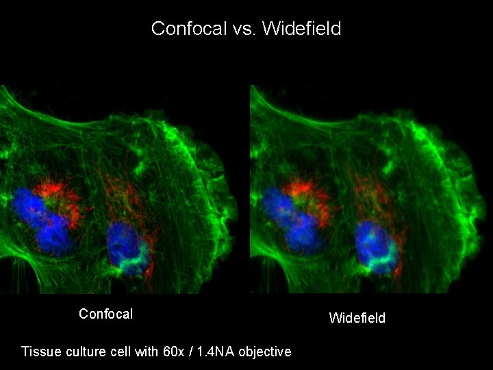Confocal vs. Widefield Confocal Tissue culture cell with 60 x / 1. 4 NA