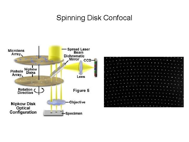 Spinning Disk Confocal 