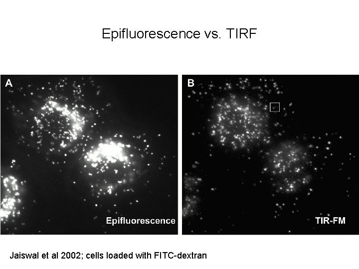 Epifluorescence vs. TIRF Jaiswal et al 2002; cells loaded with FITC-dextran 