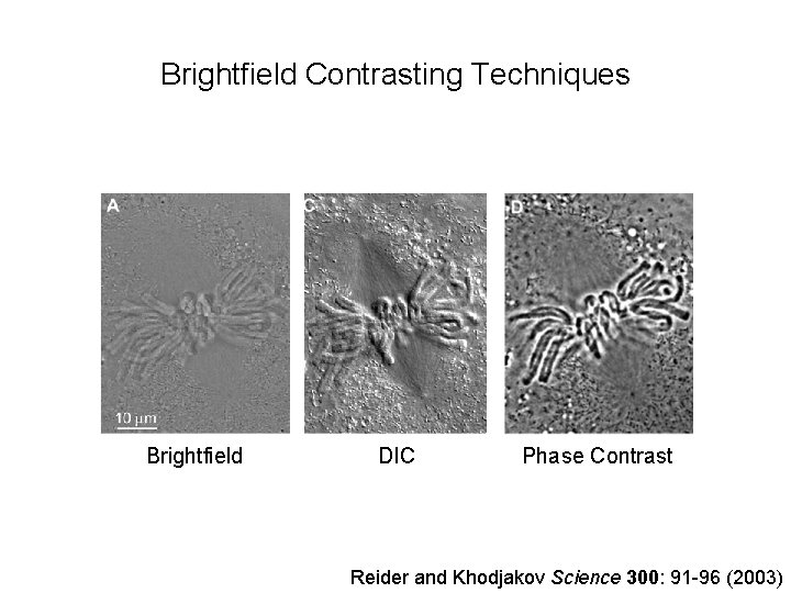 Brightfield Contrasting Techniques Brightfield DIC Phase Contrast Reider and Khodjakov Science 300: 91 -96