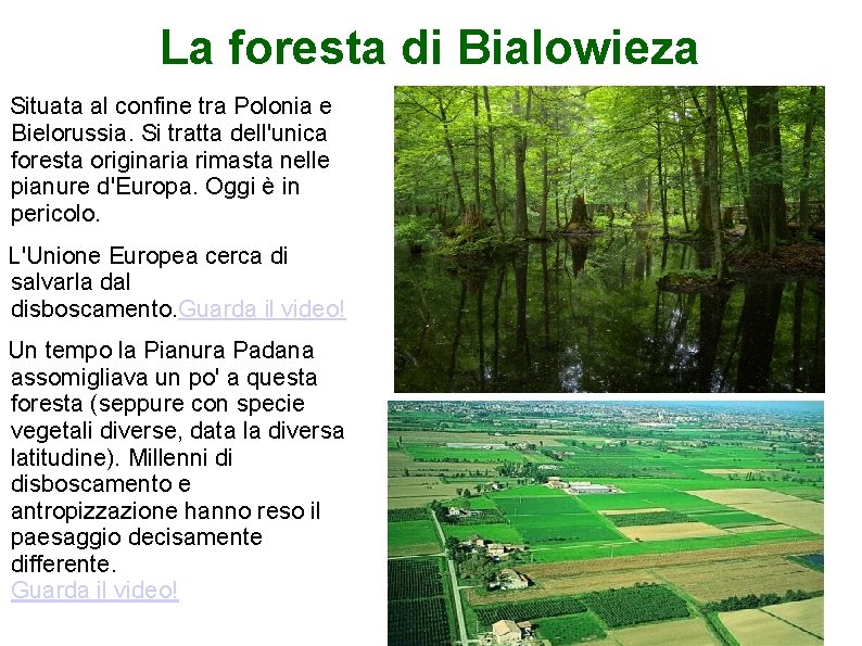 La foresta di Bialowieza Situata al confine tra Polonia e Bielorussia. Si tratta dell'unica