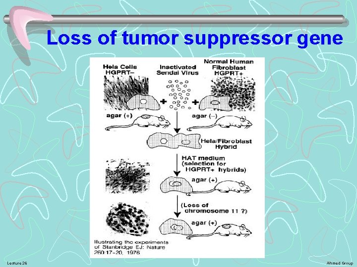 Loss of tumor suppressor gene Lecture 26 Ahmed Group 