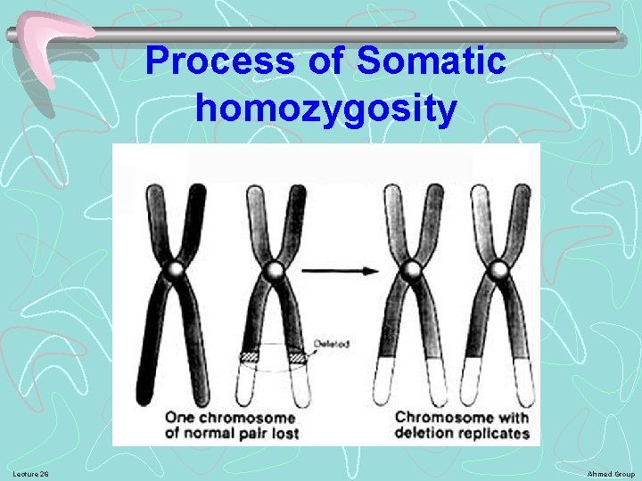 Process of Somatic homozygosity Lecture 26 Ahmed Group 