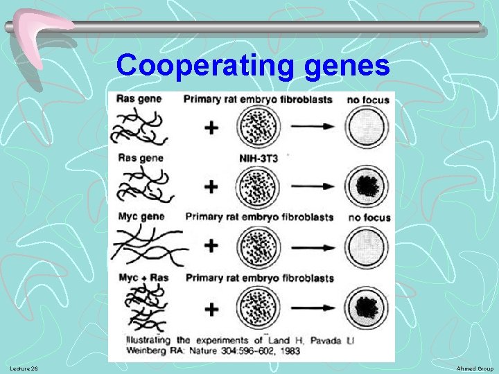 Cooperating genes Lecture 26 Ahmed Group 