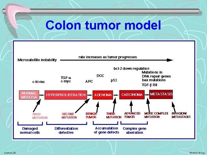 Colon tumor model Lecture 26 Ahmed Group 
