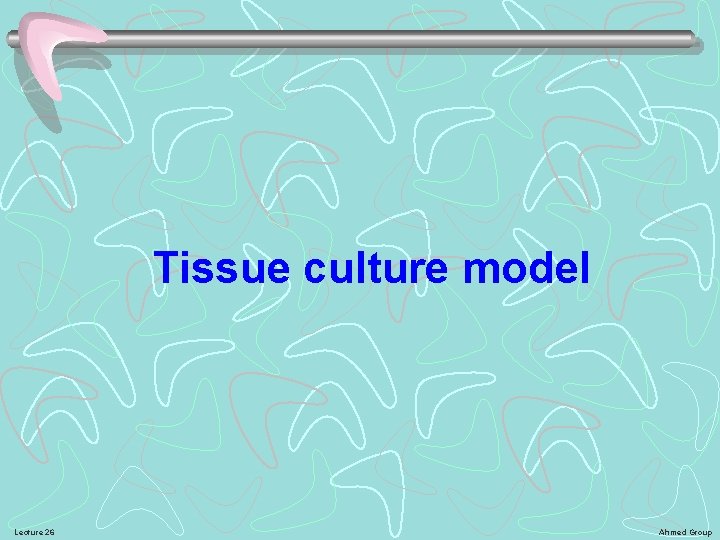 Tissue culture model Lecture 26 Ahmed Group 