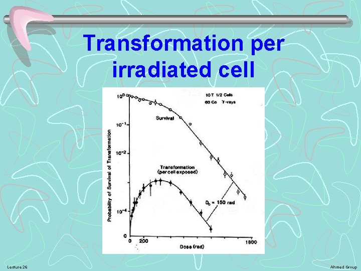 Transformation per irradiated cell Lecture 26 Ahmed Group 