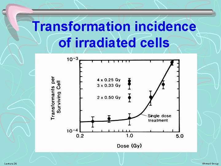 Transformation incidence of irradiated cells Lecture 26 Ahmed Group 