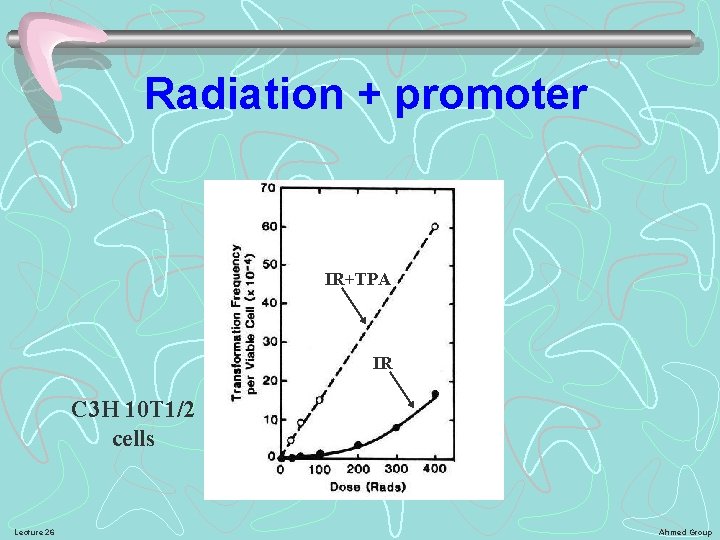 Radiation + promoter IR+TPA IR C 3 H 10 T 1/2 cells Lecture 26